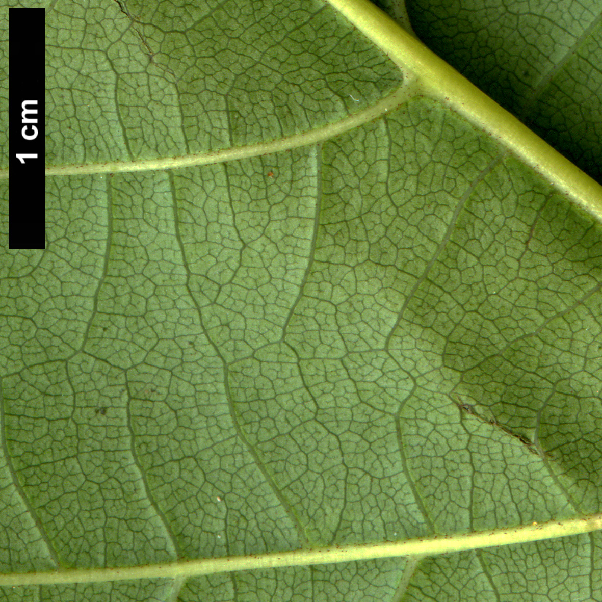 High resolution image: Family: Sapindaceae - Genus: Acer - Taxon: aff. davidii